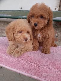 Cuccioli barboncino