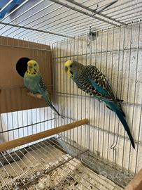 Coppia cocorite