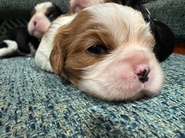 Cavalier king pedegree enci