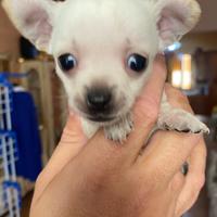 Stupendi cuccili chihuahua