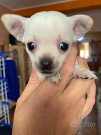 Stupendi cuccili chihuahua