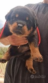 cuccioli rottweiler alta genealogia 