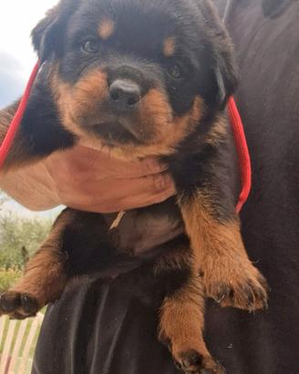 cuccioli rottweiler alta genealogia 