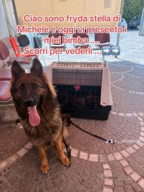 Pastore tedesco