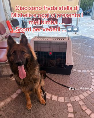Pastore tedesco