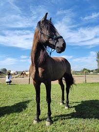 Cavallo castrone pre pura raza espanola 12 anni