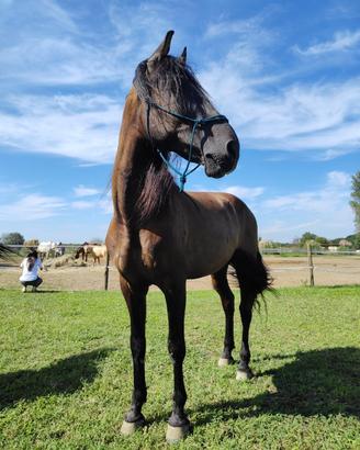 Cavallo castrone pre pura raza espanola 12 anni