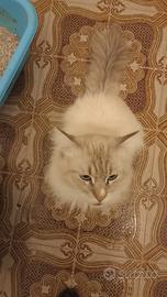 Gattone siberiano