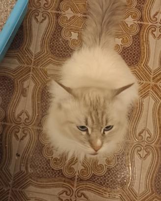 Gattone siberiano