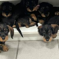 Bassotto tedesco pelo duro nano