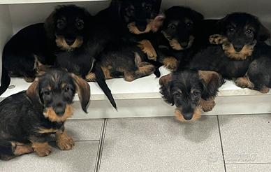 Bassotto tedesco pelo duro nano