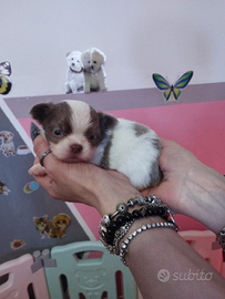 Cuccioli chihuahua