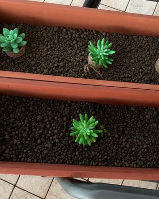 Vasi ornamentali con piante grasse