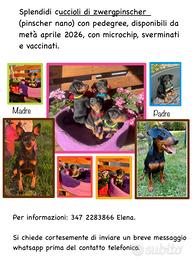 Cuccioli Pinscher Nano