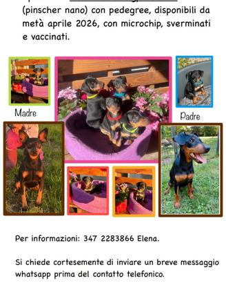 Cuccioli Pinscher Nano