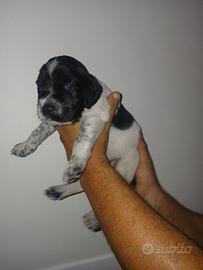Cuccioli e cuccioloni setter inglese
