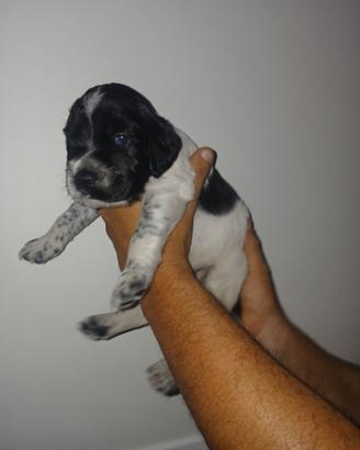Cuccioli e cuccioloni setter inglese