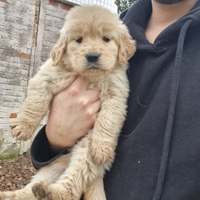 Cuccioli di golden retriever