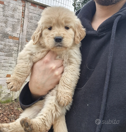 Cuccioli di golden retriever