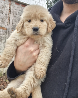 Cuccioli di golden retriever
