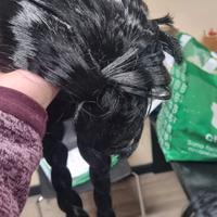 parrucche nere uomo e donna in totale 13 pezzi