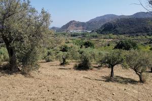 Terreno con uliveto e rudere