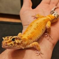 Geco leopardiano maschio più terrario