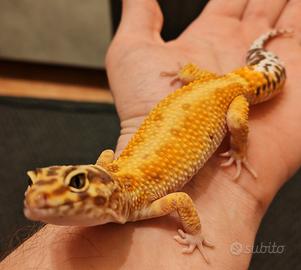 Geco leopardiano maschio più terrario