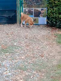 Cucciola Akita inu