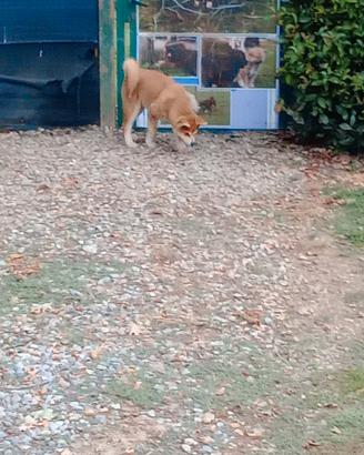 Cucciola Akita inu