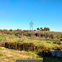 Terreno agricolo a Bisceglie