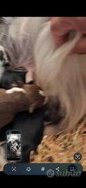 Cuccioli di Pastore Australiano