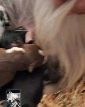Cuccioli di Pastore Australiano