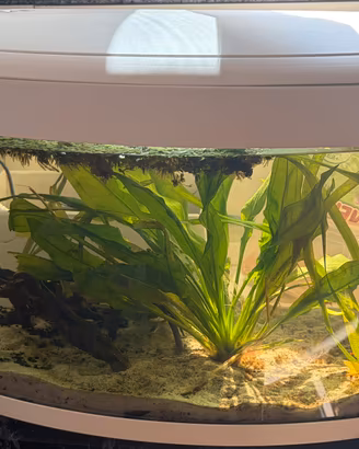 acquario nuovo