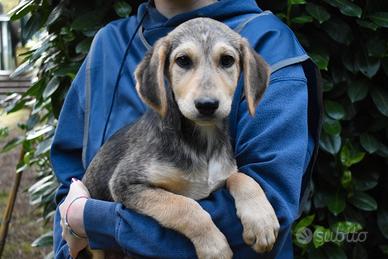 HAGIOSINA cucciolo femmina dolce 4 mesi