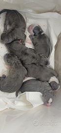 American bully