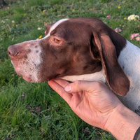 Cane da tartufi bracco Pointer femmina