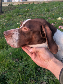 Cane da tartufi bracco Pointer femmina