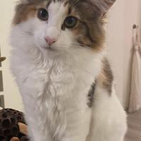 Gatto norvegese delle foreste