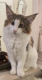 Gatto norvegese delle foreste