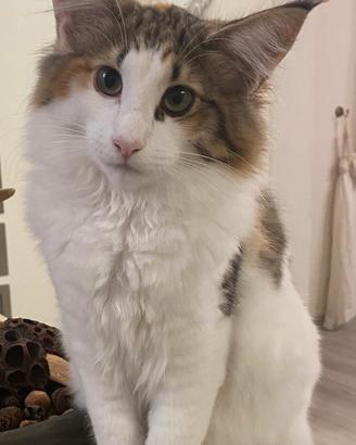 Gatto norvegese delle foreste