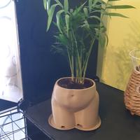 vaso sexy 