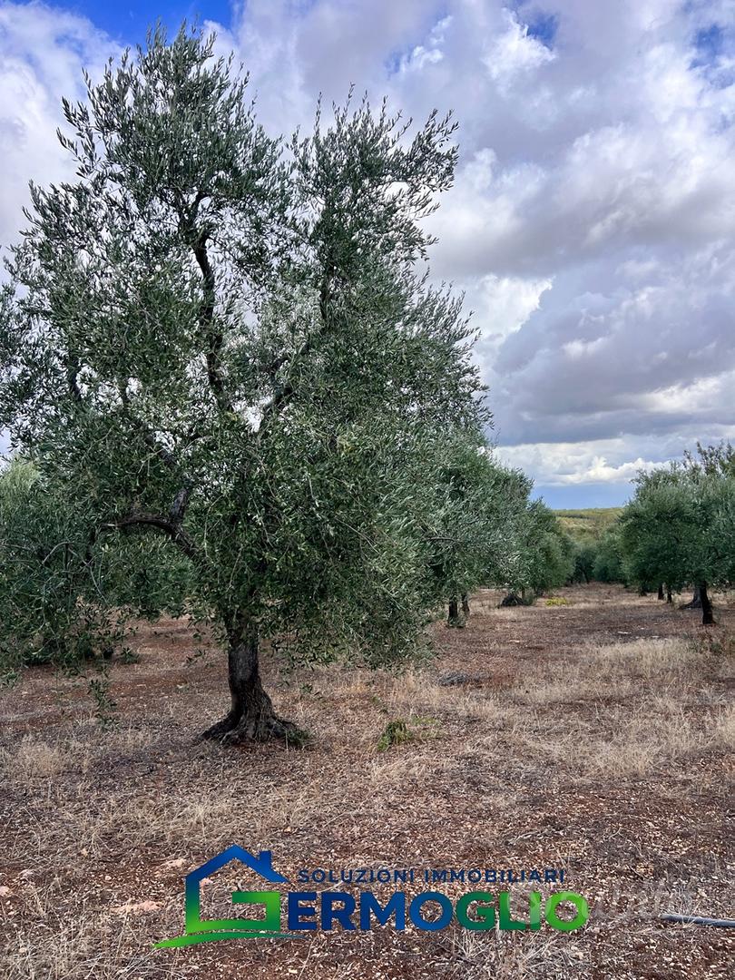 Terreno Uliveto Ruvo di Puglia - Vista 4