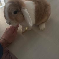 Coniglio nano ariete femmina