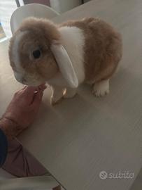 Coniglio nano ariete femmina