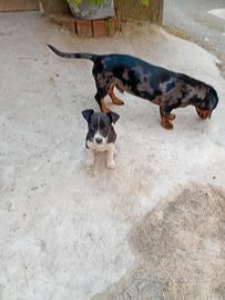 Jack Russel