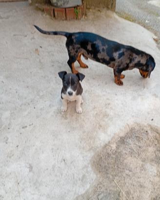 Jack Russel