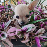 Chihuahua cucciolo maschio