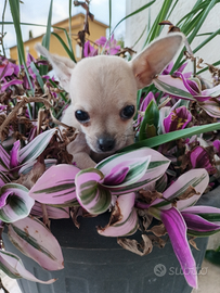 Chihuahua cucciolo maschio