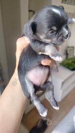 Cuccioli di chihuahua